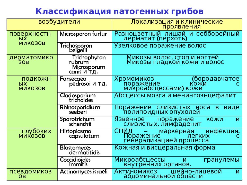 Патогенные грибы микробиология презентация