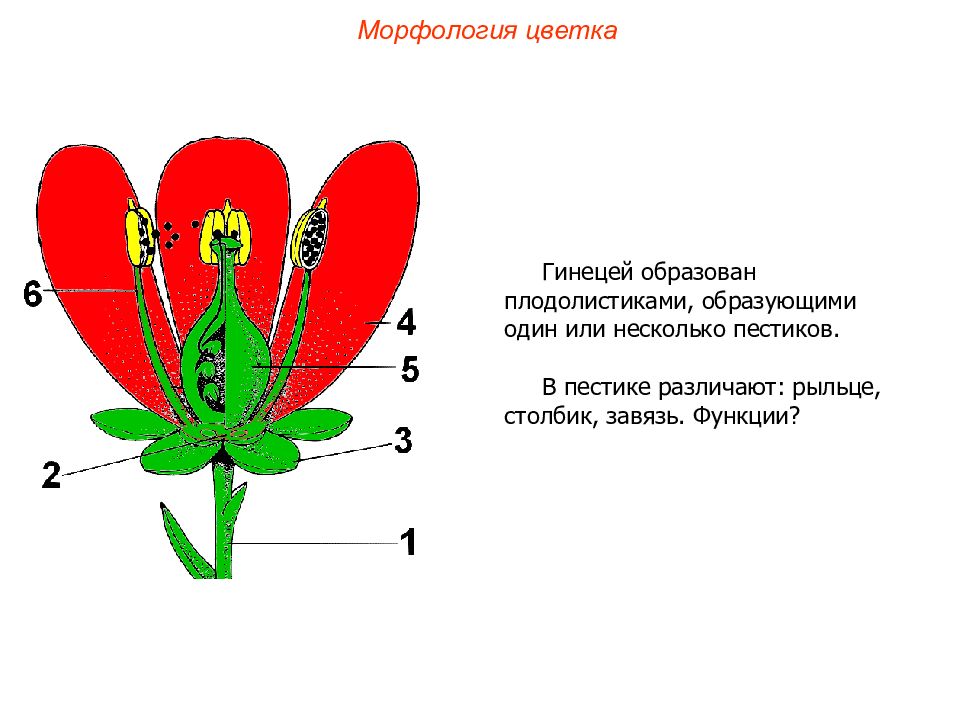 Какую функцию выполняет завязь у цветка. Структура гинецея цветка. Строение гинецея цветка. Плодолистики (гинецей). Цветок. Морфология цветка..