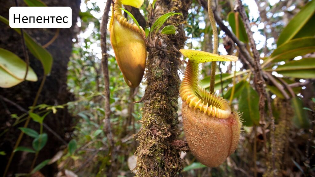 Особенности внешнего и внутреннего строения листа