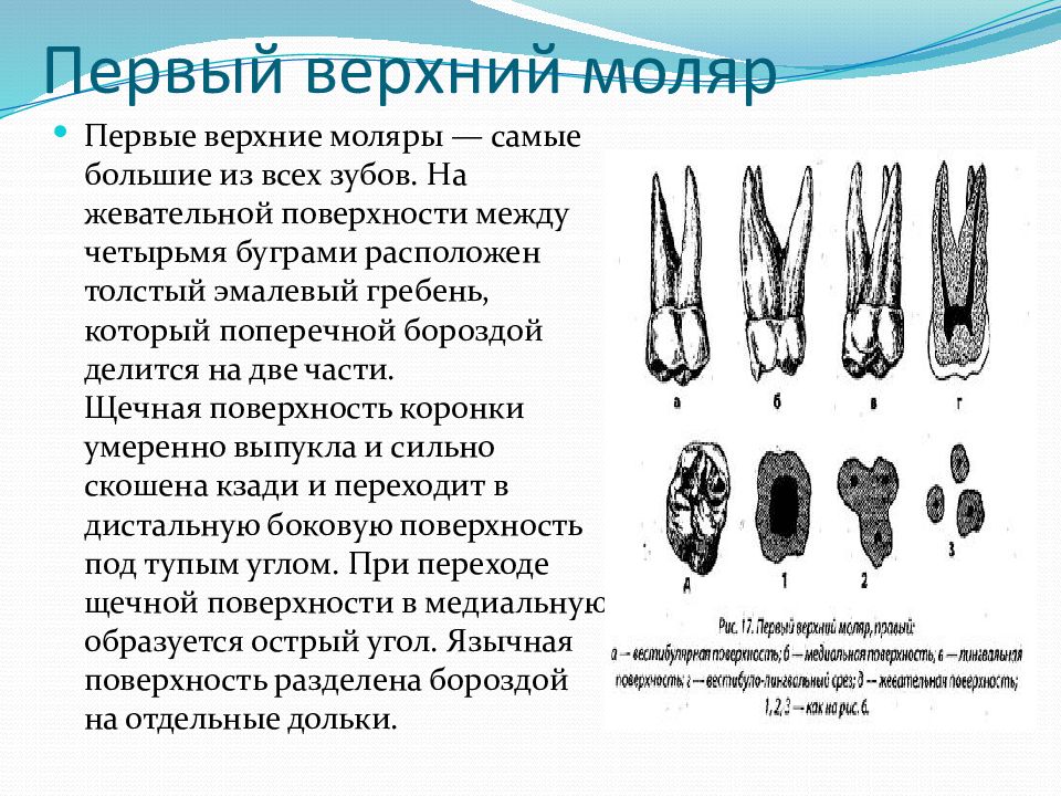 Первый верхний 2. Первый верхний моляр верхней челюсти. Строение верхнего первого моляра. Первый верхний моляр правый.