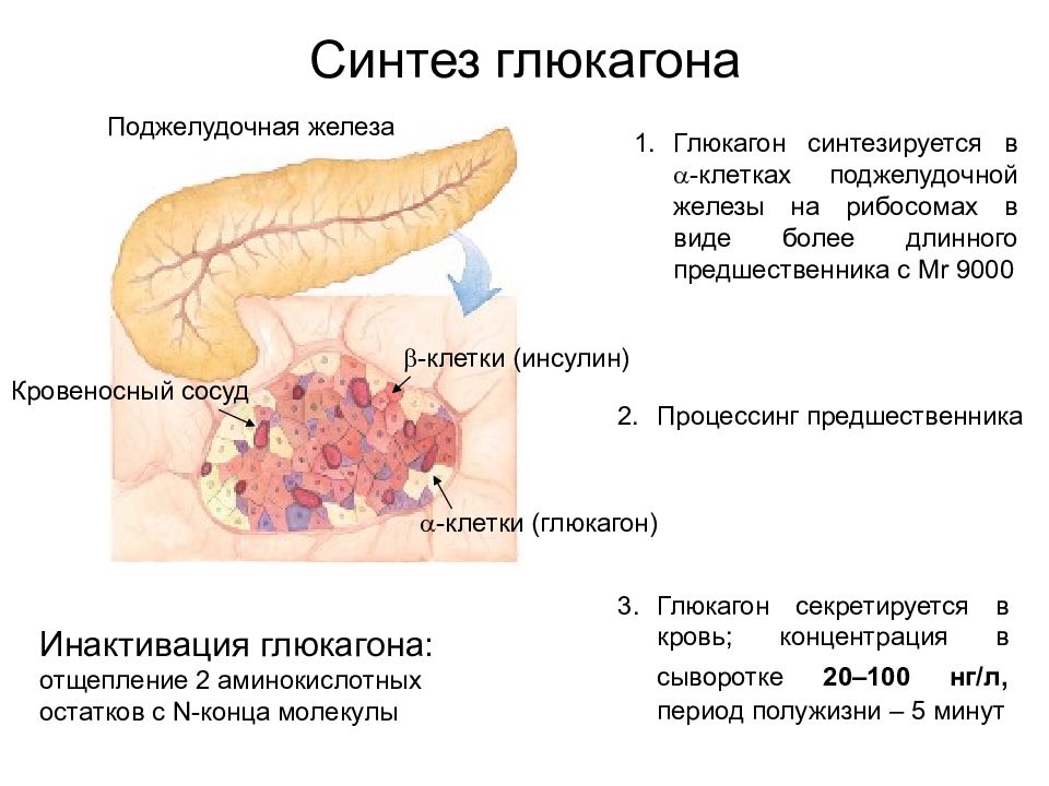 Синтез глюкагона биохимия схема