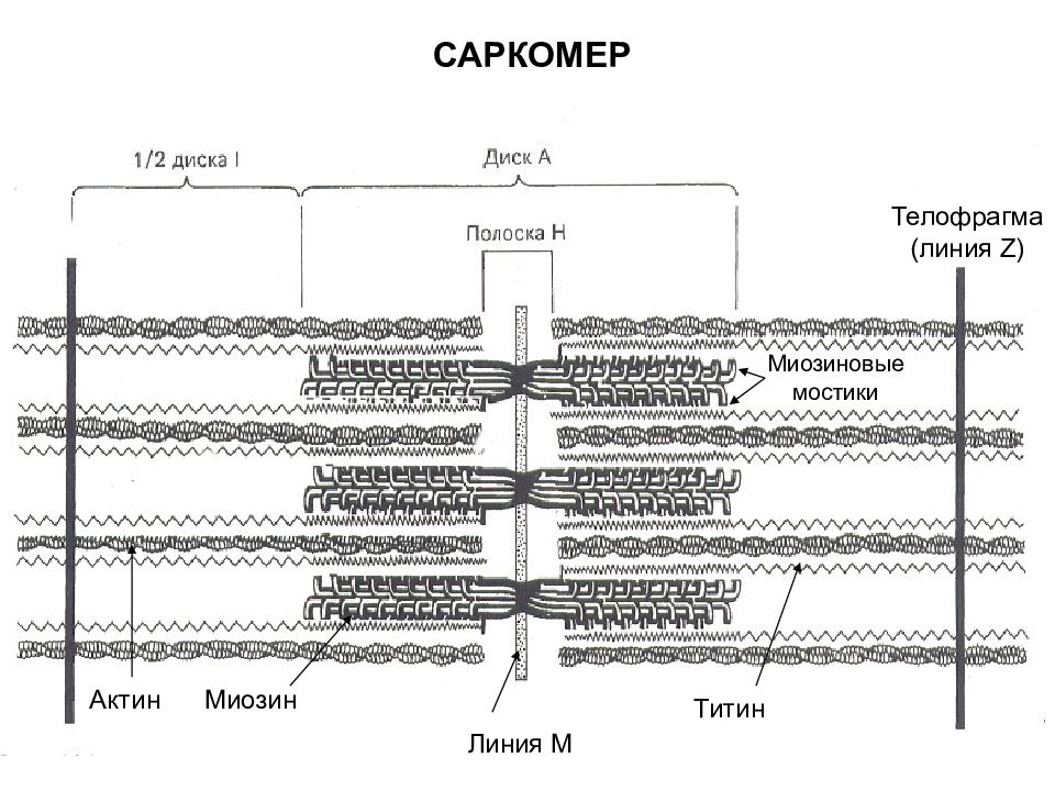 Белки саркомера. Саркомер титин. Саркомер формула. Актин миозиновые мостики.