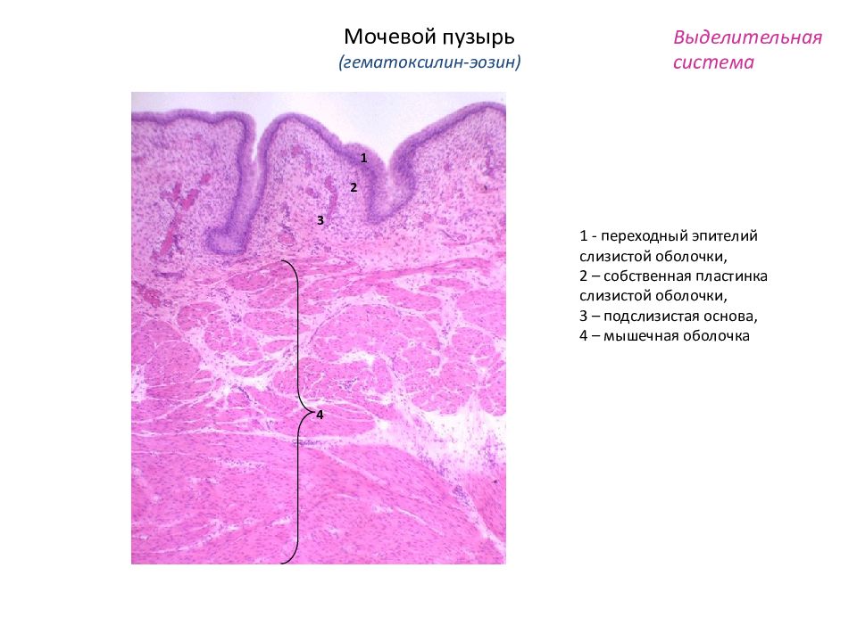 Мочеточник гистология рисунок