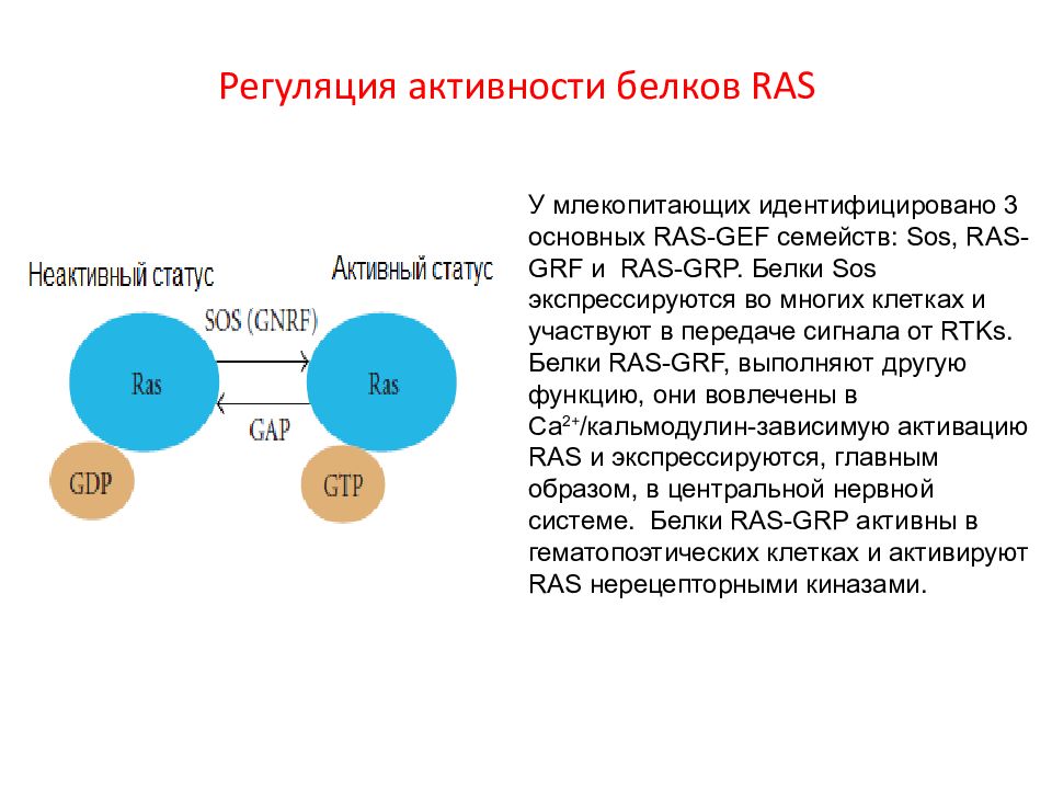 Свойства белков активность. Регуляция белков. Ras белок. Регуляция активности g-белков. Регуляция белка.