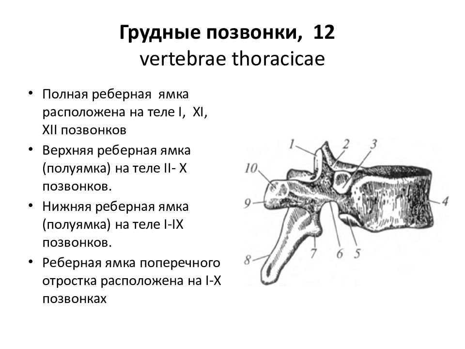 Грудные позвонки. Реберные ямки грудных позвонков. XI грудного позвонка. 12 Грудной позвонок. Верхняя реберная ямка грудного позвонка.