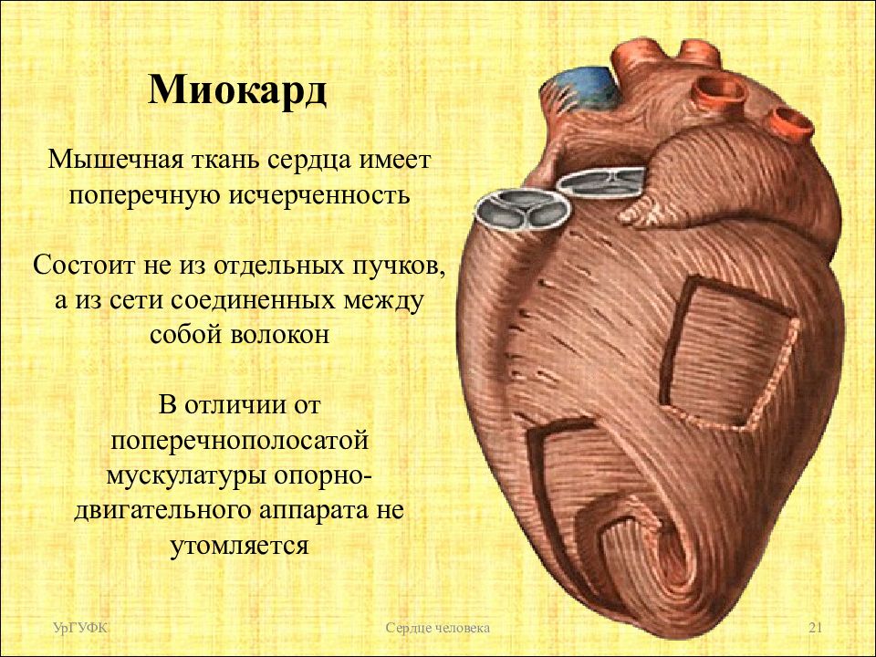 Сердечная мышца. Сердечная мышца миокард. Миокард мышечная ткань. Мышечный слой сердца (миокард).