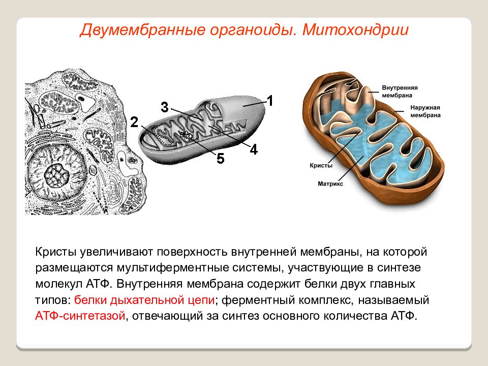 На рисунке изображен органоид клетки в котором происходит процесс образования молекул атф