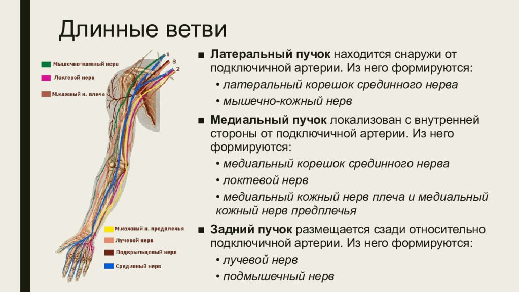 Мышечно кожный. Плечевое сплетение длинные ветви анатомия. Латеральная ветвь плечевого сплетения. Плечевое сплетение схема иннервация. Подключичные нервы плечевого сплетения.