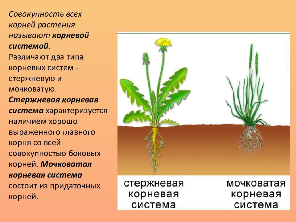 У каких растений есть корень. Растения с мочковатой и стержневой корневой. Растения с мочковатой системой корня. Корневая мокроватая система растения. Растения со стержневой корневой системой.