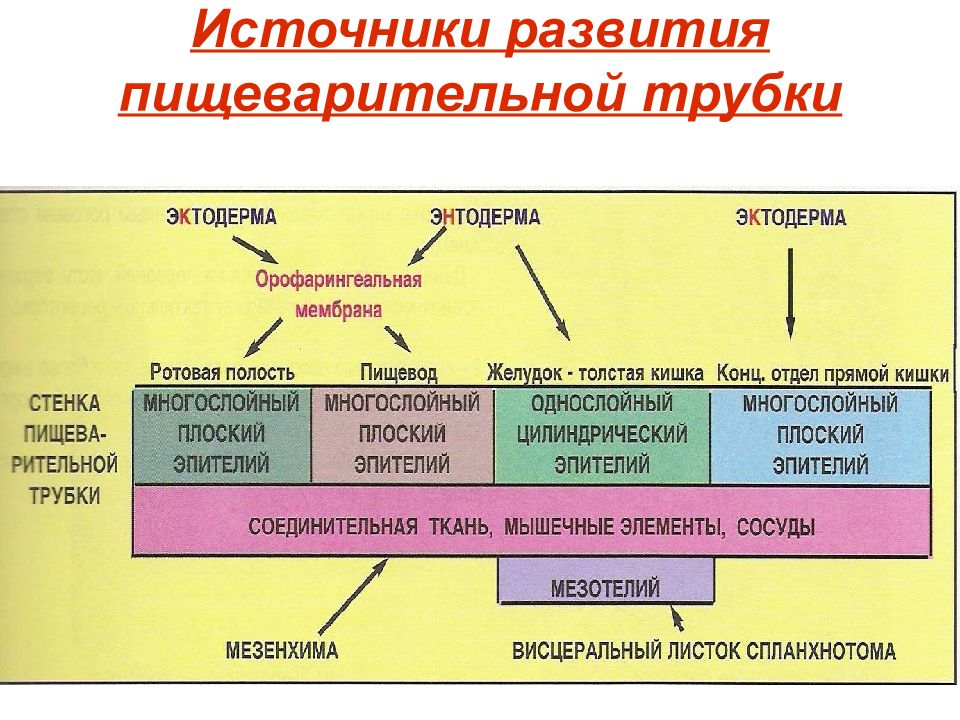 Источники развития пищеварительной трубки