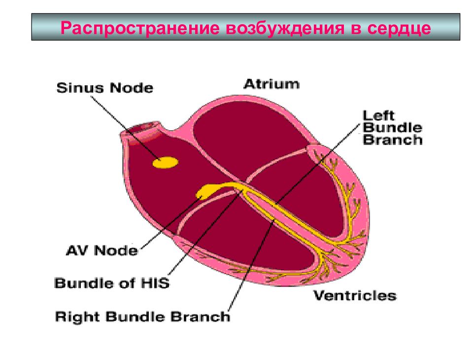 Возбуждение сердца. Распространение возбуждения в сердце. Возникновение и распространение возбуждения в сердце. Динамика распространения возбуждения в сердце. Последовательность распространения возбуждения по сердцу.
