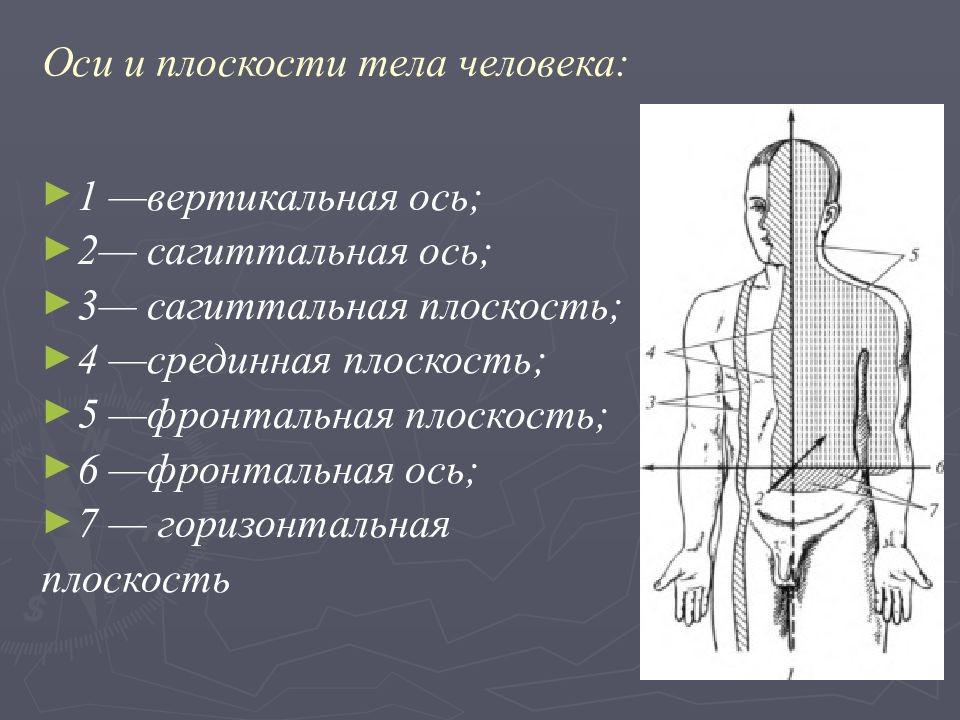 Вертикальная ось человека рисунок. Оси и плоскости тела человека. Фронтальная сагиттальная и вертикальная оси. Оси тела человека в анатомии. Срединная плоскость.