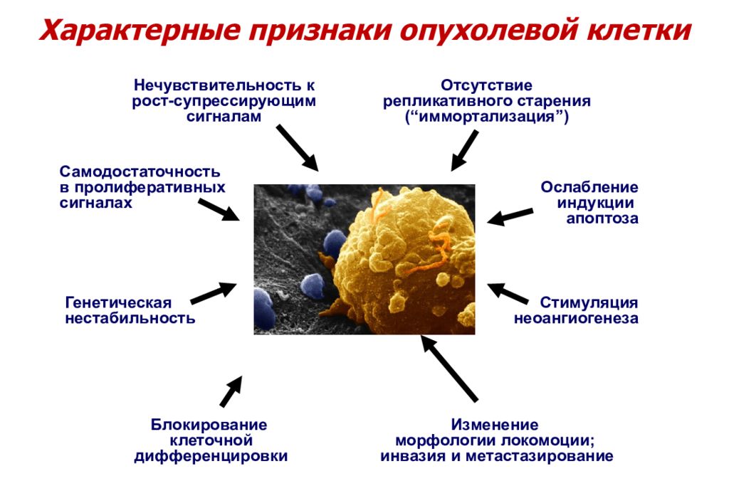 Специфические клетки. Строение опухоли. Строение опухолей патология. Стадии развития опухоли патология. Структура опухолевой клетки.
