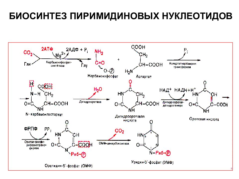 Синтез нуклеотидов. Биосинтез пиримидиновых нуклеотидов,регуляция синтеза. Запасные пути синтеза пиримидиновых нуклеотидов. Биосинтез пуриновых нуклеотидов биохимия. Общая схема пиримидиновых нуклеотидов биохимия.