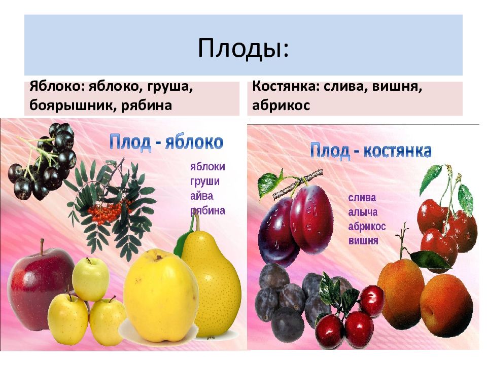 Назовите сочные плоды. Яблоко (Тип плода). Груша Тип плода. Сочный плод яблоко. Типы плодов яблоко.