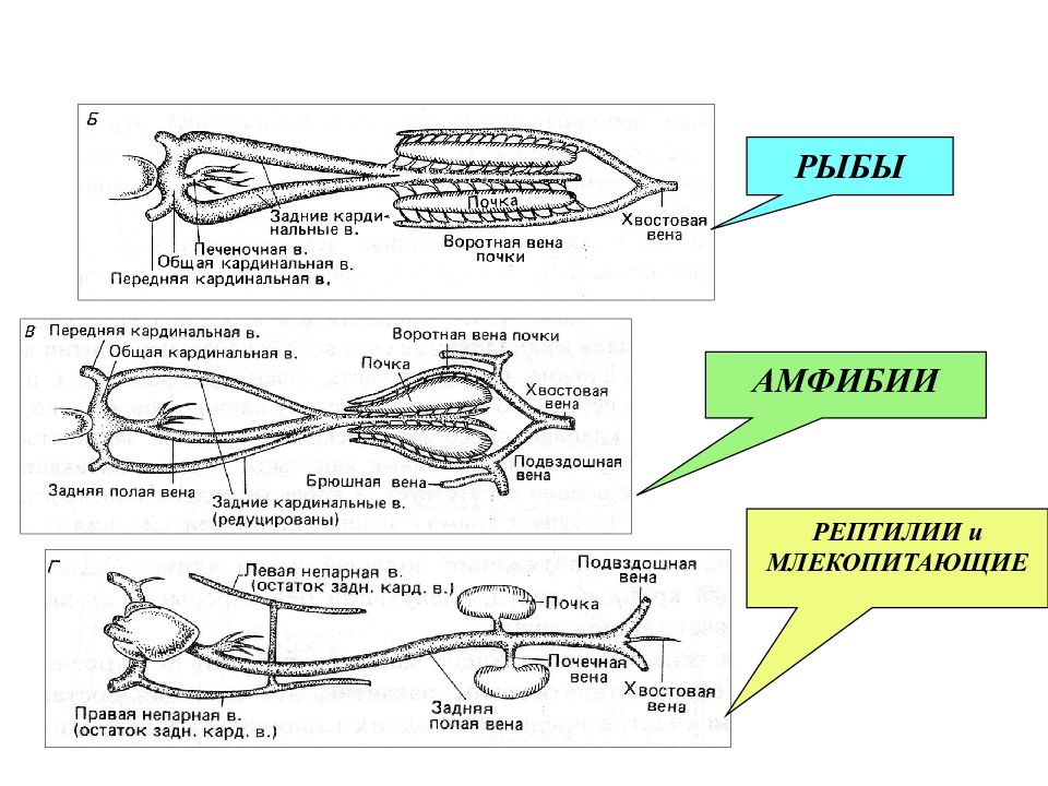 Филогенез позвоночных. Филогенез сердечно-сосудистой системы хордовых. Филогенез кровеносной системы. Филогенез сердечная система. Эволюция венозной системы позвоночных животных.