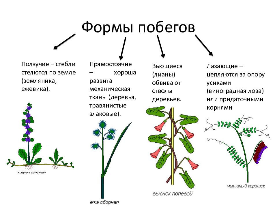 Рассмотрите предложенную схему классификации вегетативных органов цветкового растения