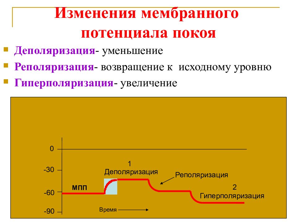 Виды потенциалов. Мембранный потенциал покоя схема. Факторы формирующие мембранный потенциал покоя. Изменение мембранного потенциала. Мембранный потенциал покоя (МПП).