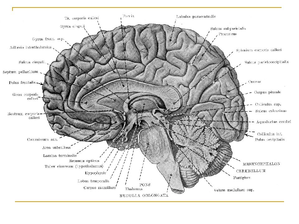 Коленчатые тела мозга. Метаталамус (metathalamus). Метаталамус, или коленчатые тела. Презентация промежуточный мозг эпиталамус строение. Диэнцефалон пряможуточний мозг.
