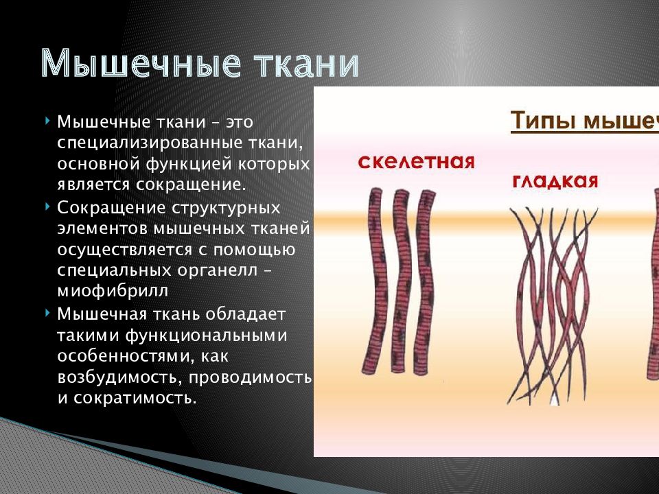 Общая характеристика и классификация мышечной ткани