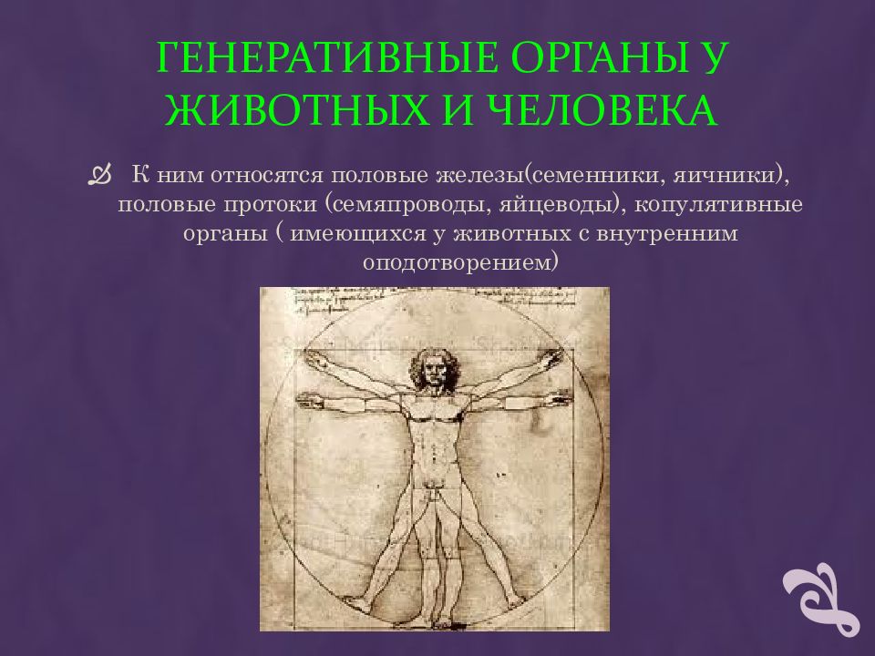 Генеративное тело. Генеративные организмы. Копулятивный орган у человека.