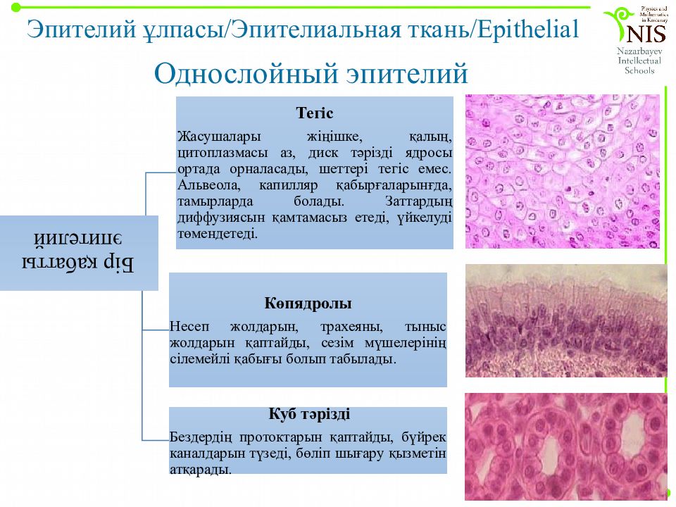 Повышенная эпителиальная проницаемость. Эпителиальная ткань ВПР. Морфология эпителиальной ткани. Эпителиальная опухоль морфологическое строение. Эпителиальная эндотелиома.