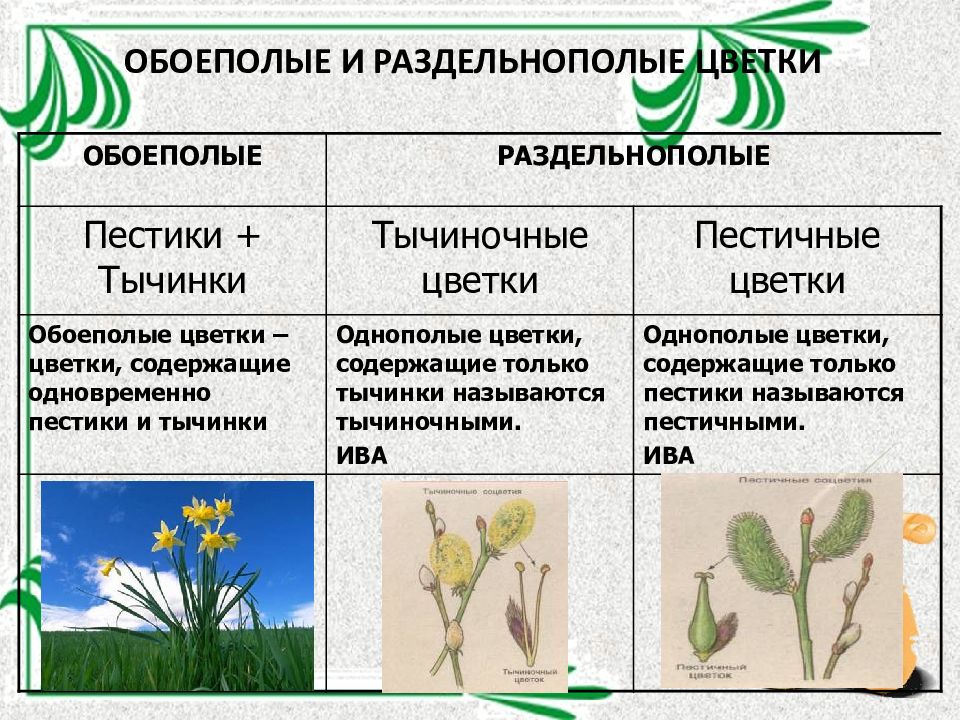 Разнообразие цветков по наличию тычинок и пестиков схема