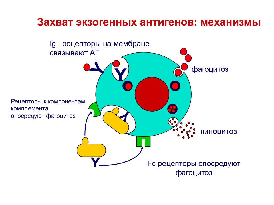 К презентации антигена способны