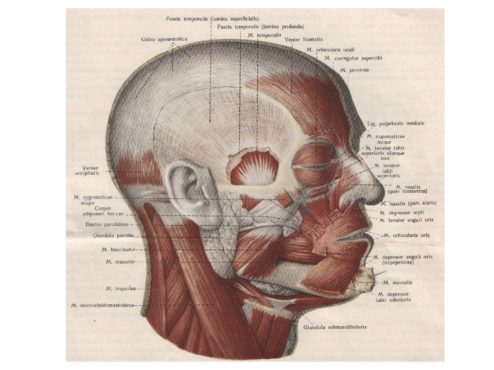 Подразделение головы. Топография лицевого отдела головы. Топография щечной области лицевого отдела головы. Топография анатомия лицевого отдела головы.
