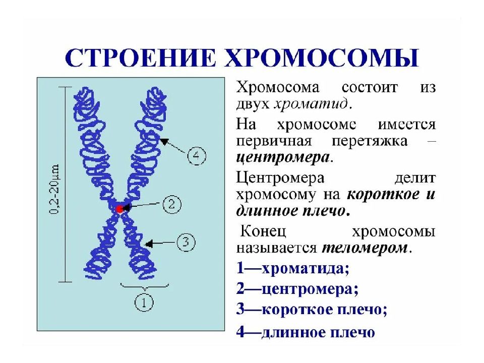 На рисунке изображена хромосома. Строение митотической хромосомы. Строение хромосомы хроматиды. Строение ядра, хромосомы строение. Строение митотических хромосом.