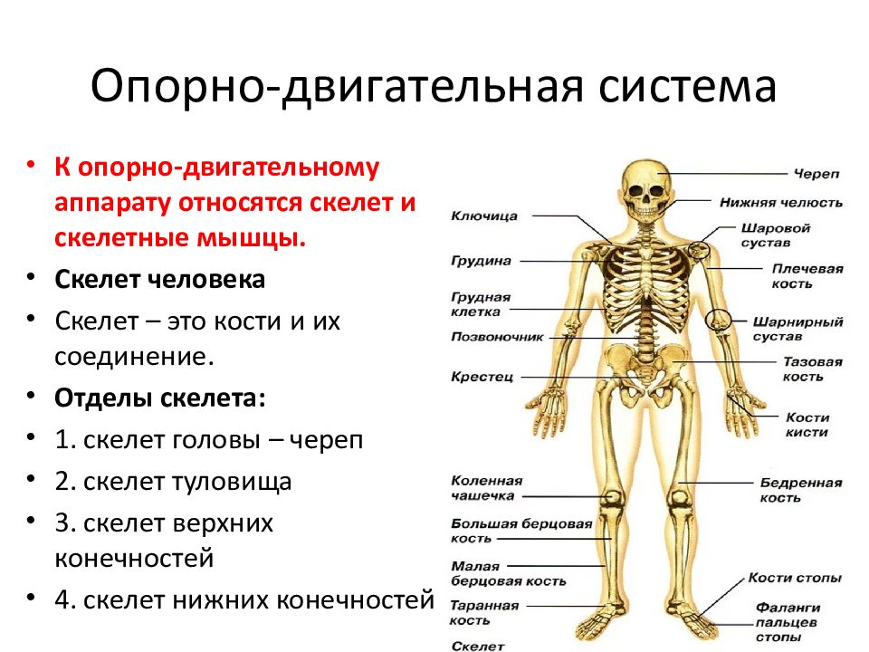 Презентация скелет и мышцы человека