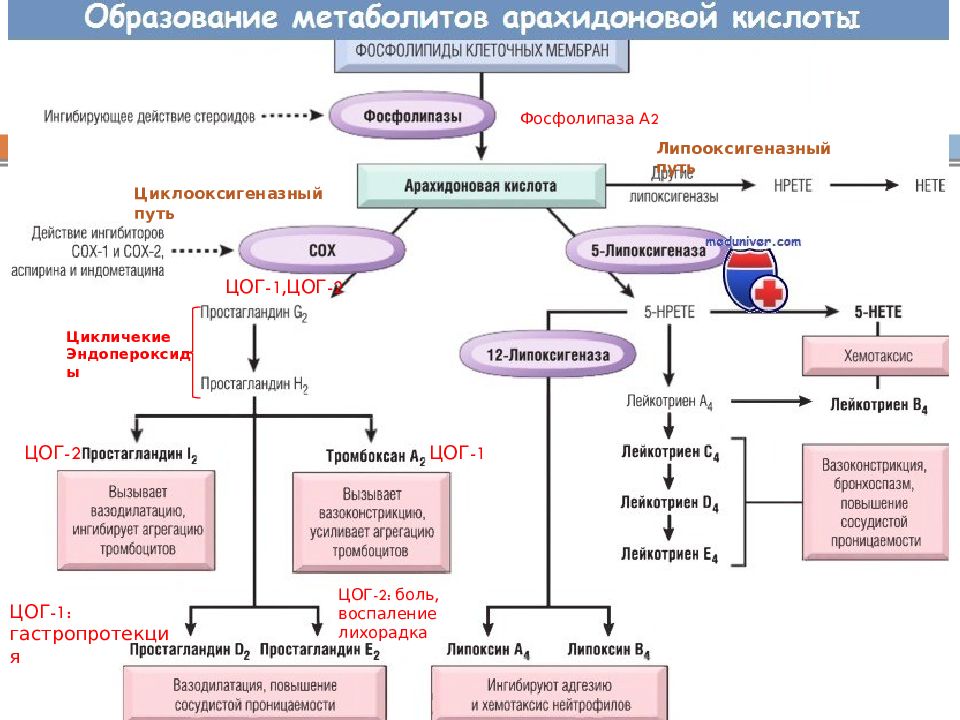 Механизм действия воспаления. Схема метаболизма арахидоновой кислоты. Схема образования арахидоновой кислоты. Метаболиты арахидоновой кислоты схема. Схема метаболизма арахидоновой кислоты патофизиология.