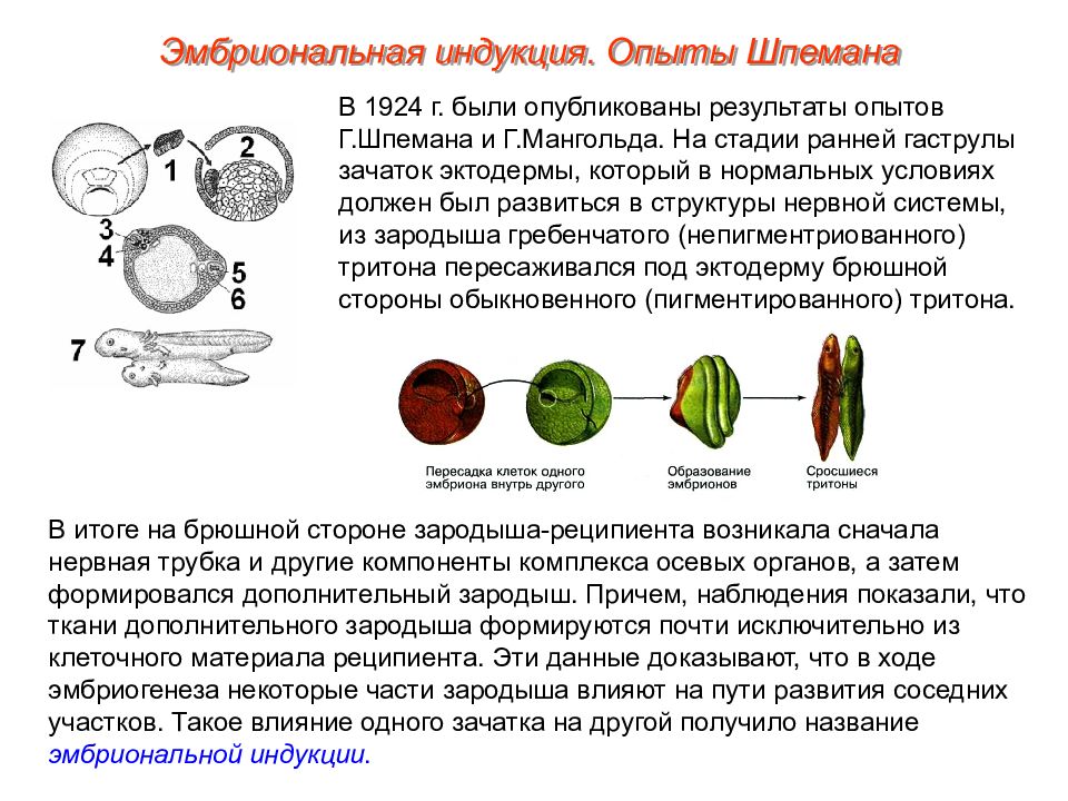 Онтогенез эмбриональное развитие 10 класс презентация