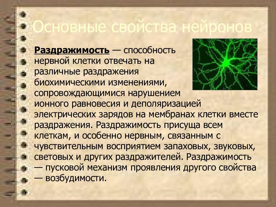 Функции нейрона таблица