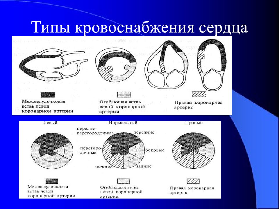 Сегменты миокарда левого желудочка схема