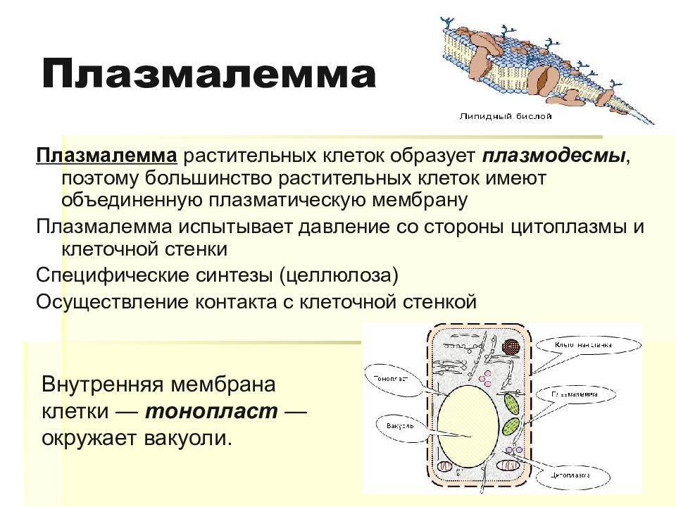 Клеточная мембрана кратко