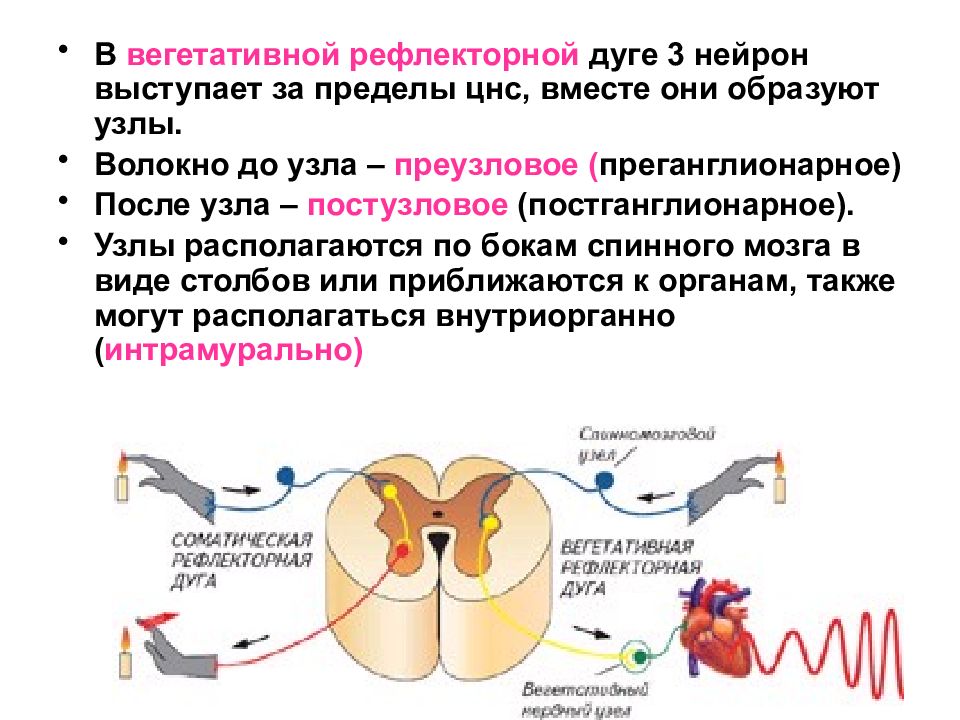 Рефлекторная дуга мозга. Функции рефлекторной дуги соматического рефлекса. Строение висцеральной рефлекторной дуги. Рефлекторная дуга нервной системы рефлекторная вегетативной. Оение рефлекторной дуги ВНС.