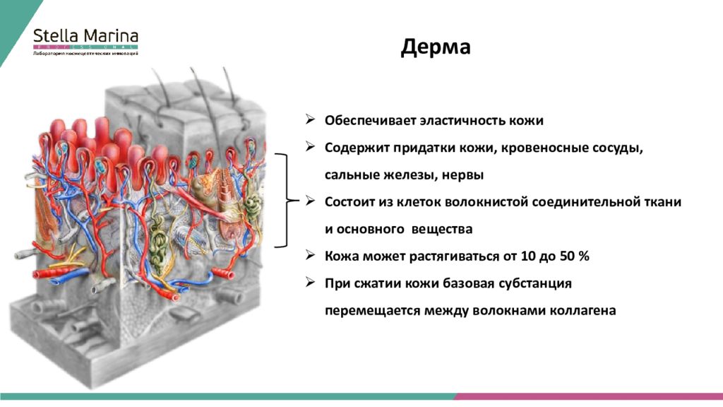 Определи какой цифрой обозначена на рисунке сальная железа