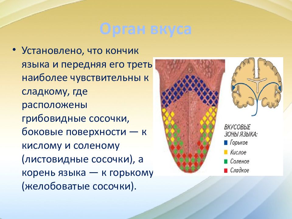 Органы осязания обоняния и вкуса презентация