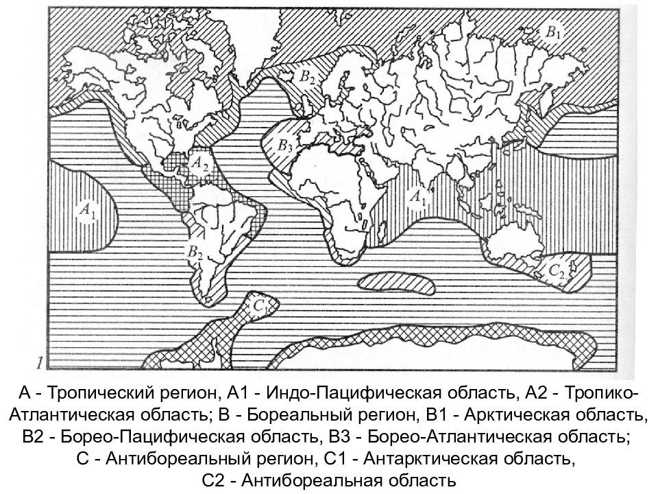 Географические зоны океана. Биогеографическое районирование мирового океана по Воронову 1987. Зоогеографическое районирование мирового океана. Зоогеографическое районирование мирового океана карта. Фаунистическое районирование мирового океана карта.