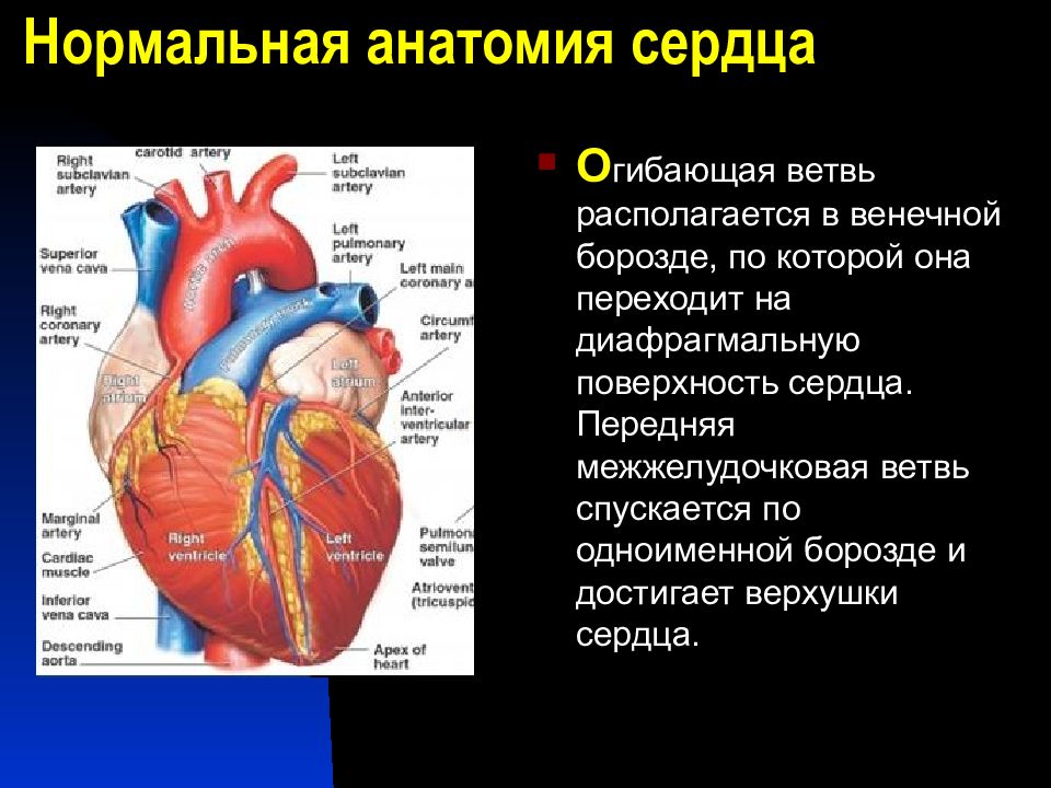 Поверхности сердца. Венечная борозда сердца анатомия. Передняя межжелудочковая борозда. Пограничная борозда сердца анатомия. Нормальная анатомия сердца.