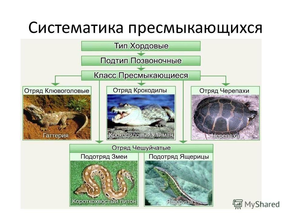 Класс пресмыкающиеся рептилии презентация 7 класс