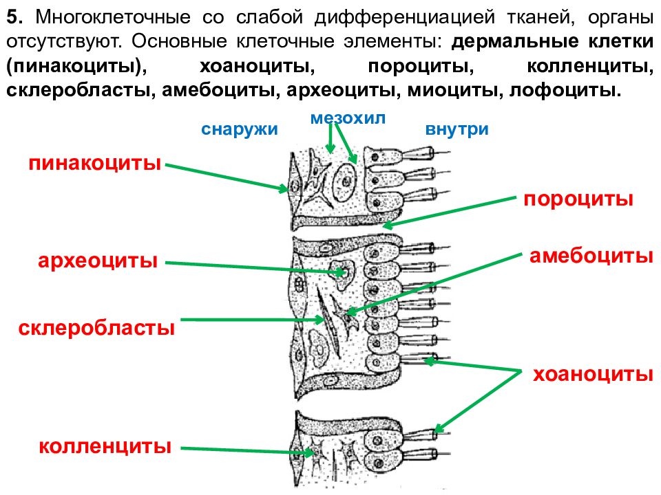 Орган отсутствует. Амебоциты и археоциты. Хоаноциты клетка. Археоциты клетки. Склеробласты строение.