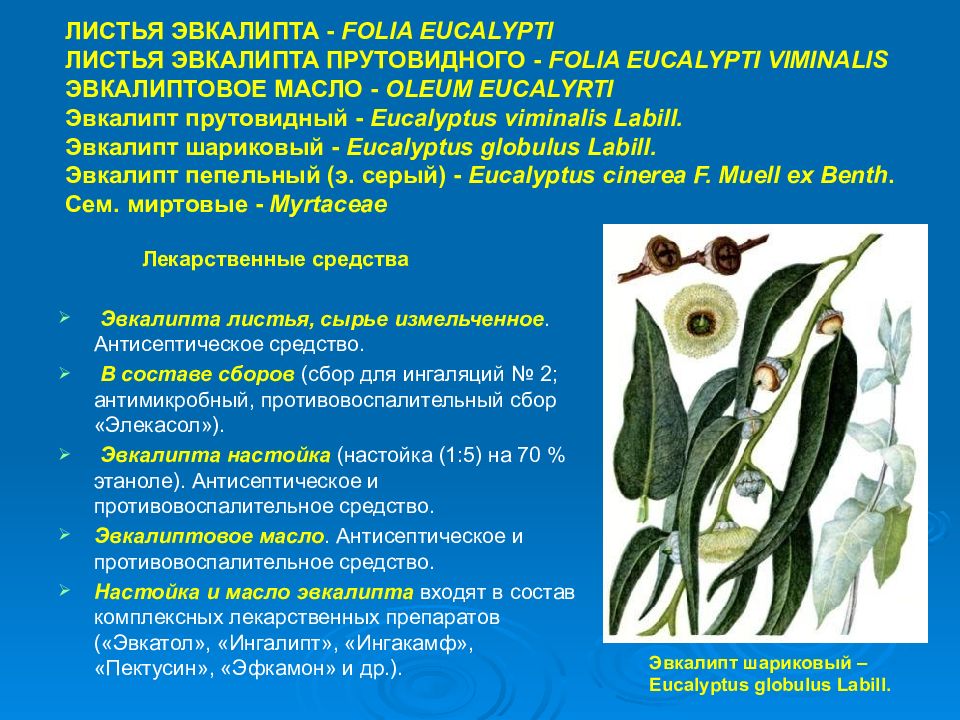 Лист применение. Листьев эвкалипта прутовидного. Эвкалипта прутовидного листья ЛРС. Эвкалипт прутовидный (Eucalyptus viminalis Labill). Эвкалипт прутовидный ЛРС.