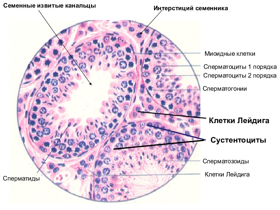 Семенник крысы рисунок