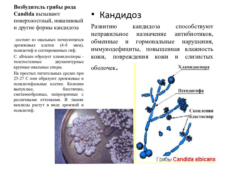 Споры candida. Грибы рода Candida микробиология морфология. Дрожжеподобные грибы рода Candida. Характеристика грибов рода кандида. Дрожжеподобные грибы кандида микробиология.