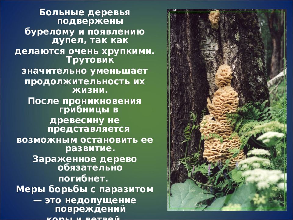 Чудо гриб от паразитов и папиллом. Паразитические грибы. Паразитические грибы человека. Грибы паразиты растений животных человека. Грибы паразиты растений животных человека 7 класс презентация.