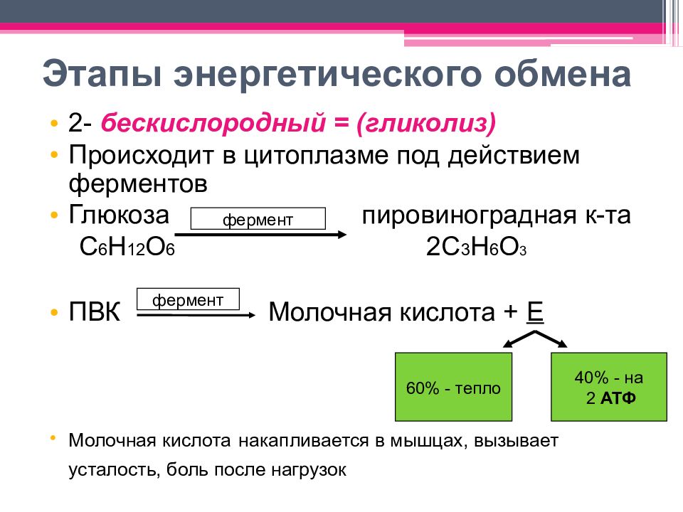 Энергетический обмен этапы. Бескислородный этап энергетического обмена. Этапы энергетического обмена гликолиз подготовительный. Второй этап бескислородный энергетического обмена. Бескислородный этап энергетического обмена схема.