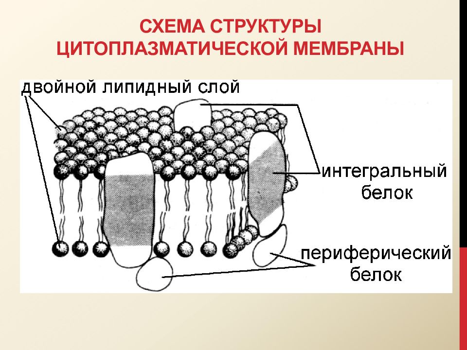 Схема строения цитоплазматической мембраны