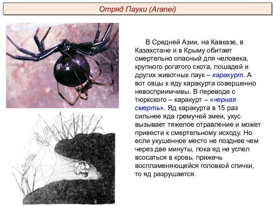 Покров паукообразных. В средней Азии и на Кавказе обитает паук Каракурт. Яд каракурта. Каракурт строение. Внешнее строение каракурта. Классификация паука каракурта.